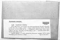 Lachnum nidulus image